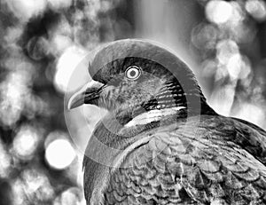 Beautiful male wood pigeon closeup profile view. black and white finish