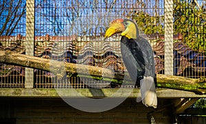 Beautiful male wrinkled hornbill sitting on a branch, colorful tropical bird from Asia, Endangered animal specie