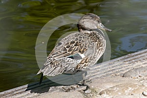 Beautiful Mallard duck bronzed sitting in the sun, next to a pond