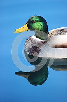 Beautiful Mallard Duck
