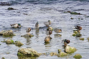 Beautiful Mallard duck, or Wild Duck Anas platyrhynchos are standing on stones near Black Sea coast in Crimea