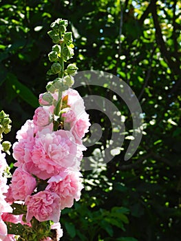 Beautiful mallows.  Large pink flowers. Beautiful flower