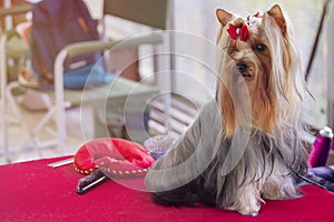 Beautiful maltese with bow at the exhibit
