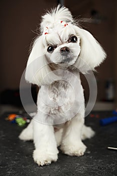 Beautiful Maltese toy dog on table in grooming salon.Portrait of adroble little white puppy being groomed in vet clinic