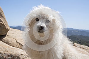Beautiful maltipoo dog on top of mountain