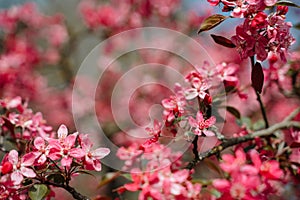 Praire Fire Crabapple bright pink blossom in April Spring photo