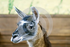 Beautiful mammal herbivore lama in the aviary