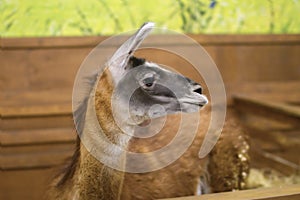 Beautiful mammal herbivore lama in the aviary