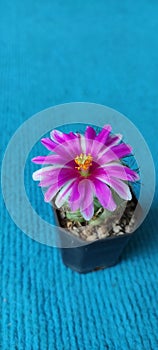 Beautiful Mammillaria schumannii,pink flowers cactus in small black pot, cutest and freshy.