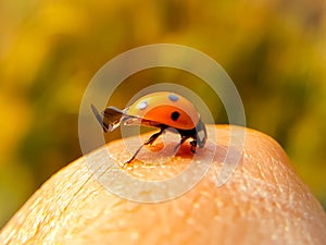 Beautiful man skin with a ladybug