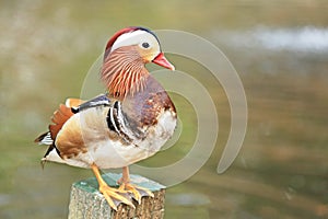 beautiful mandarin duck
