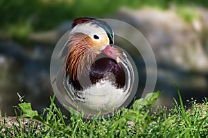 Beautiful Mandarin duck aix galericulata in the green grass
