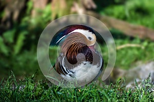 Beautiful Mandarin duck aix galericulata in the green grass