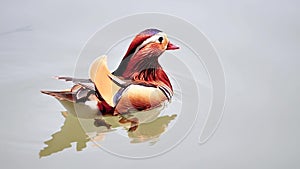 Beautiful Mandarin Duck swimming in west lake, fishes and webbed feet of mandarin duck can be seen in clean water