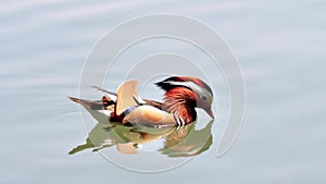 Beautiful Mandarin Duck swimming in west lake, fishes and webbed feet of mandarin duck can be seen in clean water, 4k movie
