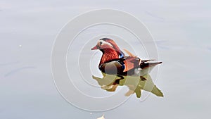 Beautiful Mandarin Duck swimming in west lake, fishes and webbed feet of mandarin duck can be seen in clean water, 4k movie