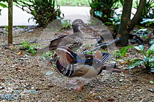 Beautiful mandarin ducks on the bank of the pond. Malaysia