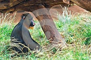 Mandrill sits in the green grass