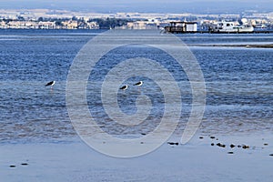 Beautiful Manga del Mar Menor wetlands