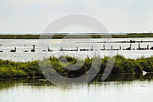 Beautiful Manga del Mar Menor wetlands
