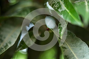 Beautiful mango tree leaf landscape with bokeh effect background