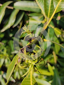 Beautiful mango tree leaves on the branch