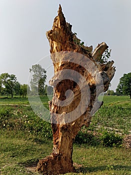 This is a beautiful mangotree.