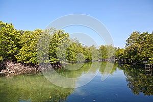 Beautiful mangrove forest