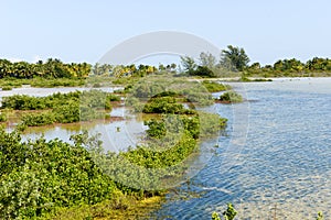 Beautiful mangrove and sea landscape at Coyo Cocco