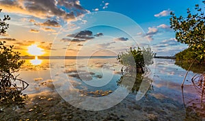 Beautiful mangrove swamp at sunset in Florida Keys