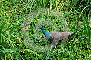 A beautiful manicured peacock walks in a green bird park