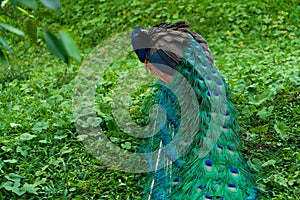 A beautiful manicured peacock walks in a green bird park