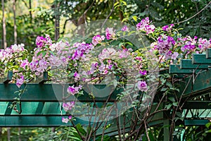 Beautiful Mansoa alliacea flower or Garlic vine flower in the garden.Purple and white flower.