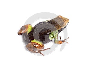 Beautiful mantella, Mantella pulchra, isolated on white