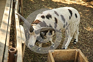 Beautiful Manx Loaghtan sheep in yard. Farm animal