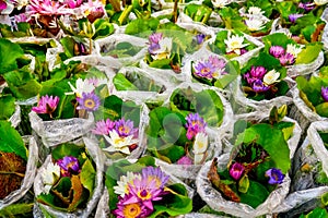 Beautiful many assortment of colors lilac, purple, violet, blue yellow pink waterlily or lotus flower in pond