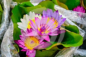 Beautiful many assortment of colors lilac, purple, violet, blue yellow pink waterlily or lotus flower in pond