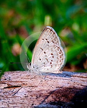 Beautiful and many kinds of winged animals, namely butterflies