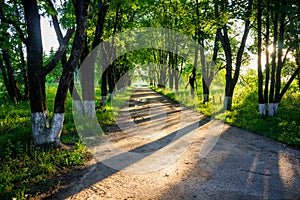 Beautiful maple alley in summer at sunset