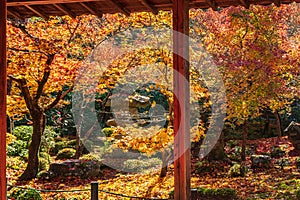 Beautiful Maple leaf in Japanese Garden at Enkoji temple, Kyoto, Japan. Landmark and famous in autumn season