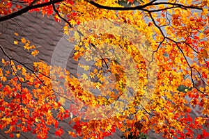 Beautiful maple leaves in autumn, beautiful autumn leave background