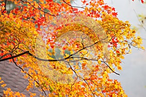 Beautiful maple leaves in autumn, beautiful autumn leave background