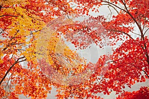 Beautiful maple leaves in autumn, beautiful autumn leave background