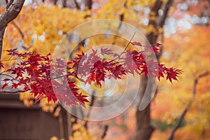 Beautiful maple leaves in autumn, beautiful autumn leave background