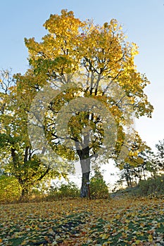 Beautiful maple tree with glowing bright yellow leafs during autumn, blue sky in the background