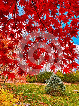 Beautiful maple tree leaves with blue sky background