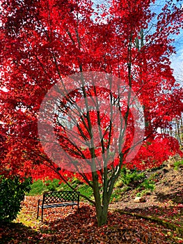 Beautiful maple tree with a metal bench under it