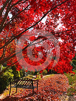 Beautiful maple tree with a metal bench under it