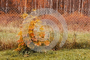 Beautiful maple tree in rural