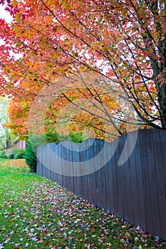 Beautiful maple tree in town, autumn landscape